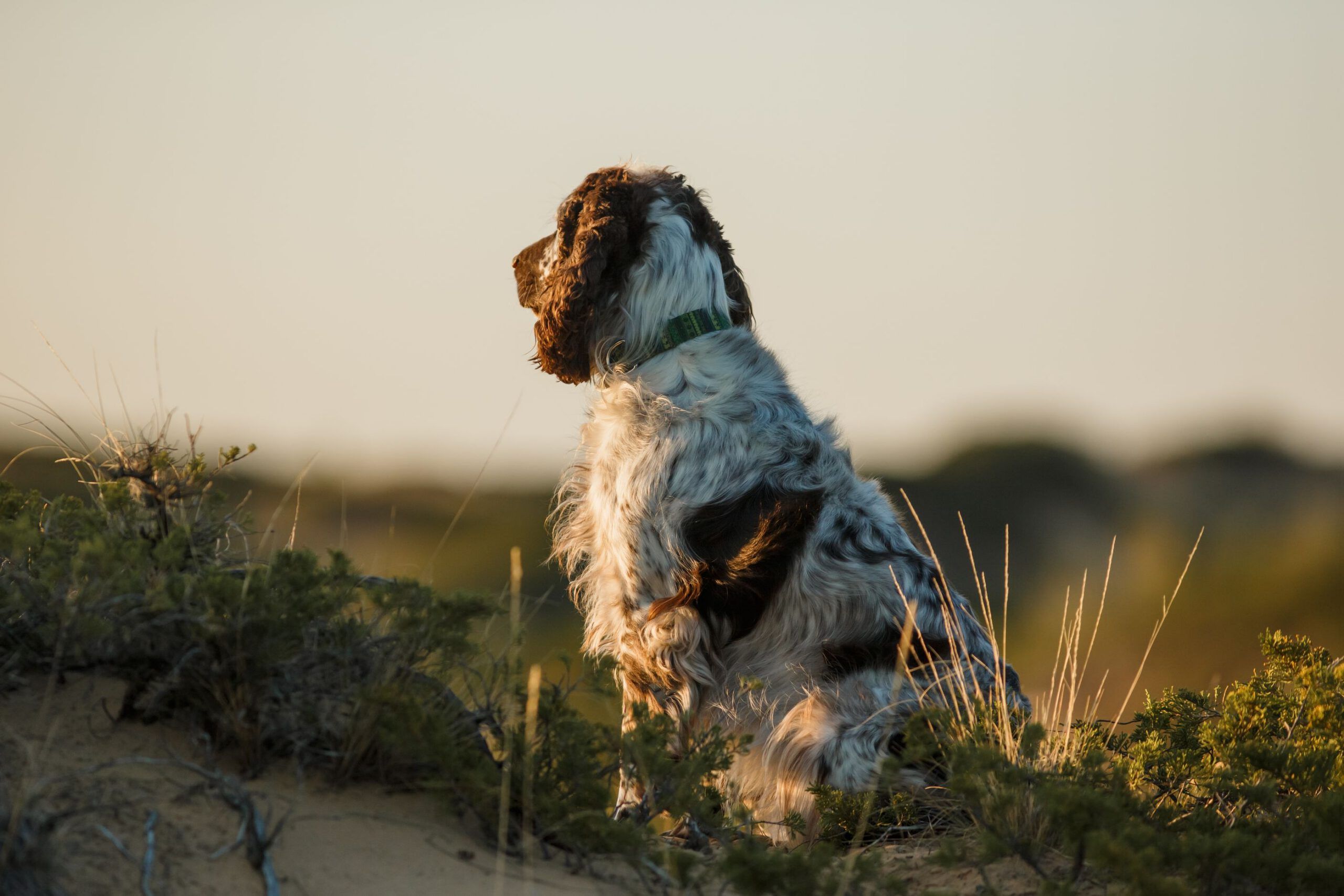 Verge apache junction happy dog watching the sunset