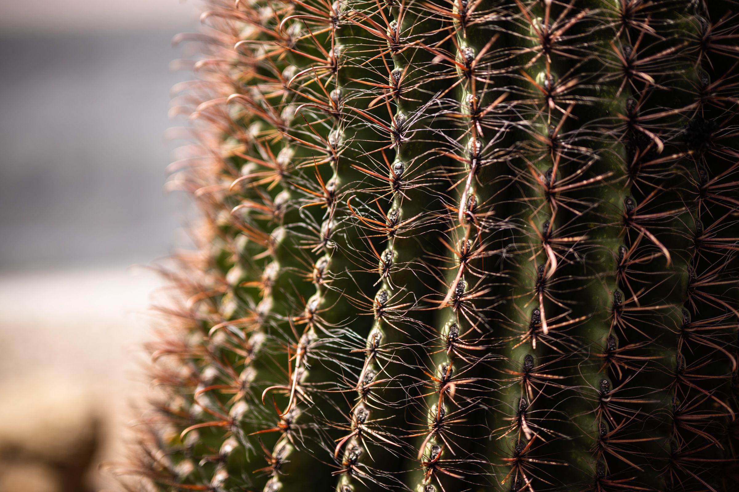 Verge apache junction close up of a cactus
